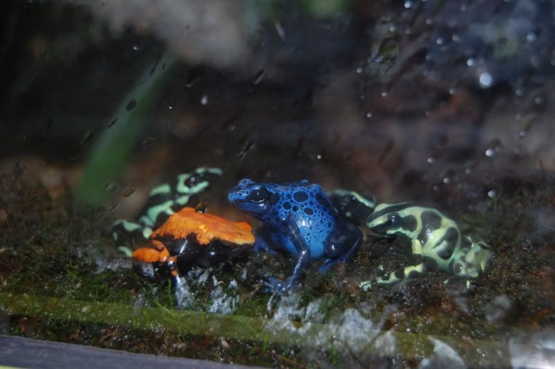arrowfrogs2.jpg