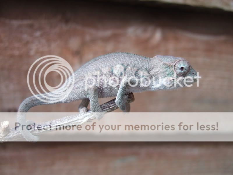 DSCF3729.jpg