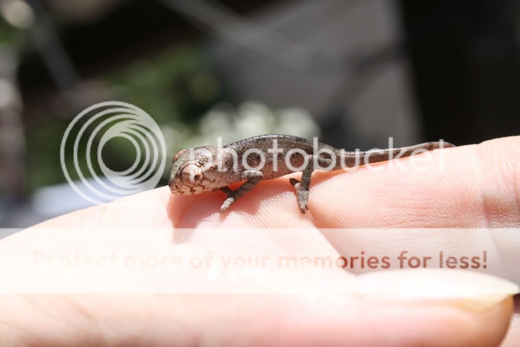 eospics9-19-09018-2.jpg