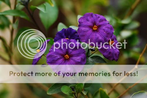 PurplePotatoTree.jpg