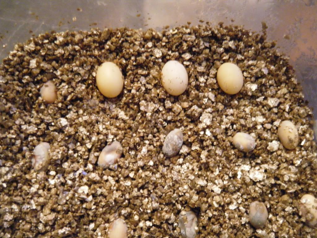 eggs.jpg