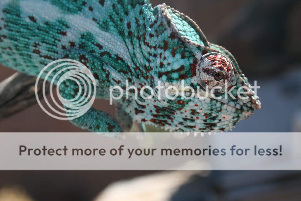 eospics9-19-09054.jpg