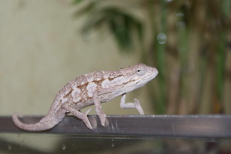 bitaeniatus_male.jpg