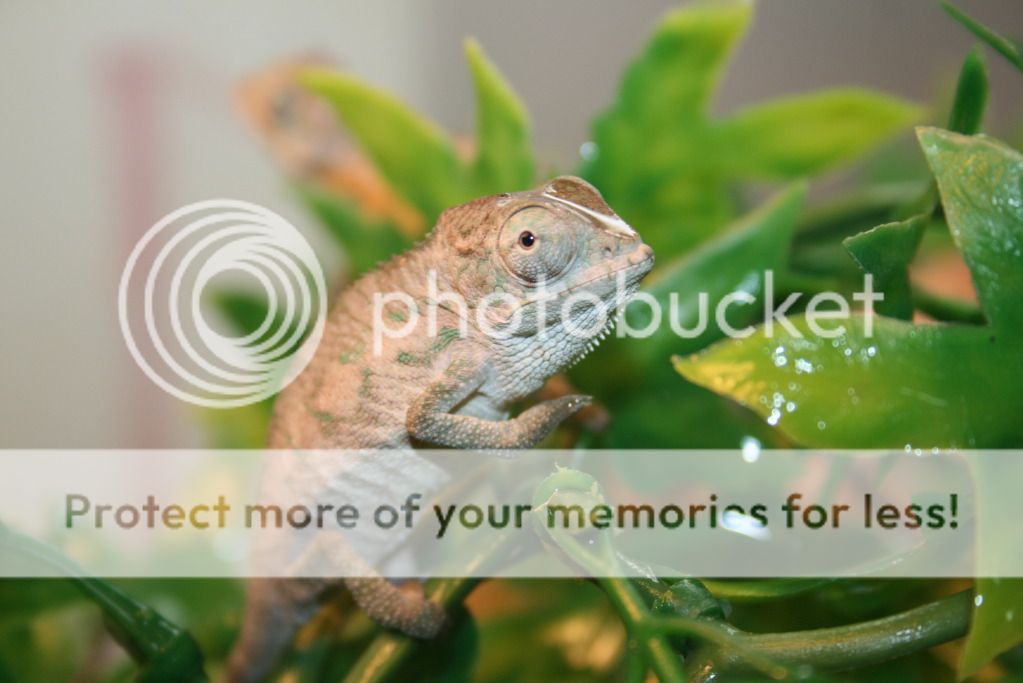 tritonfalybabies016.jpg