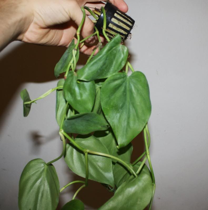 plants001.jpg