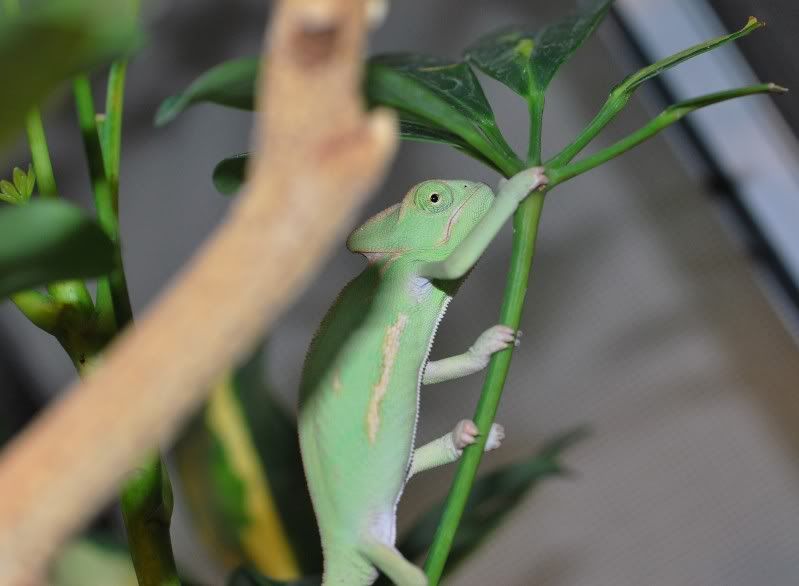 green.jpg