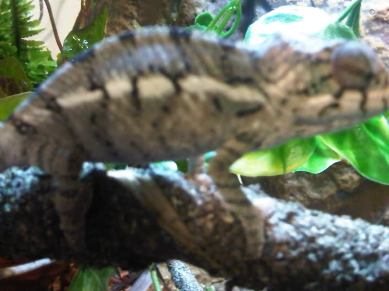chameleon3014.jpg