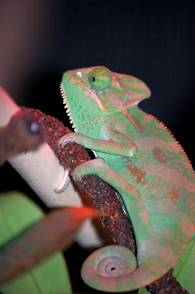 Rango009-2-1.jpg
