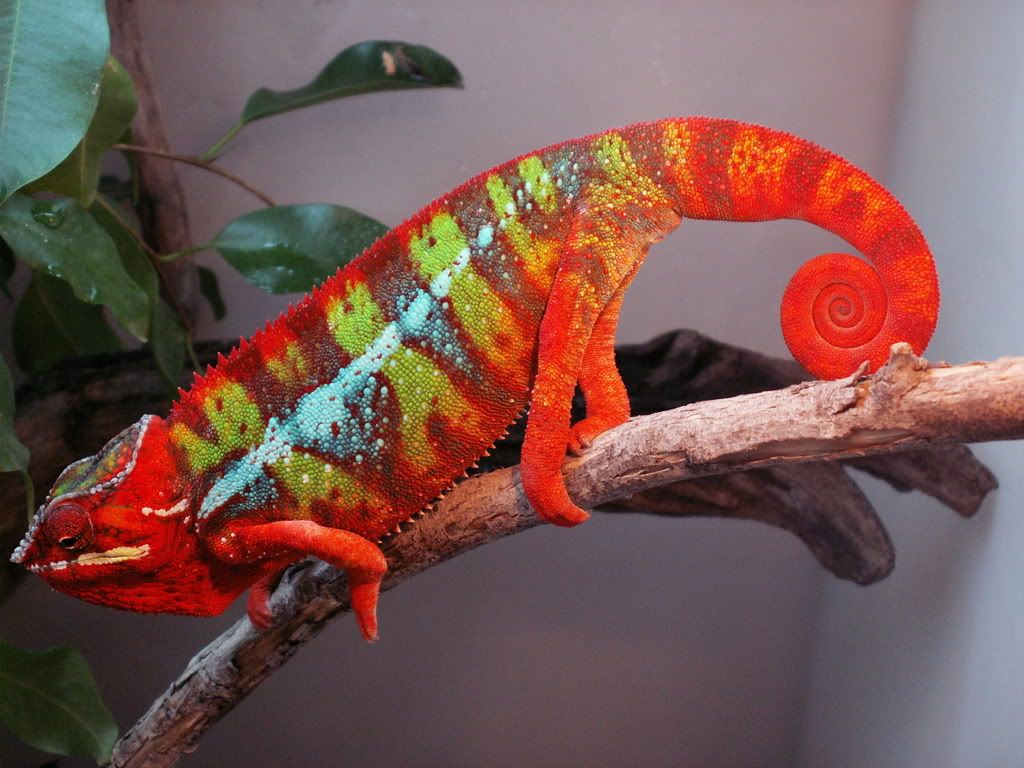 spiru4.jpg
