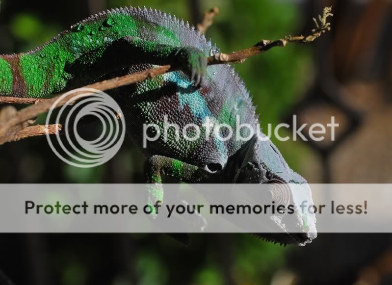 piccshed.jpg