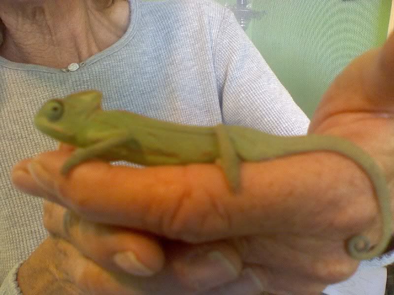 chameleon3.jpg