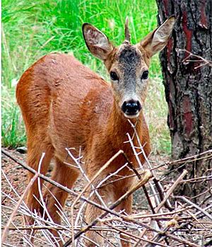 unicorn-deer.jpg