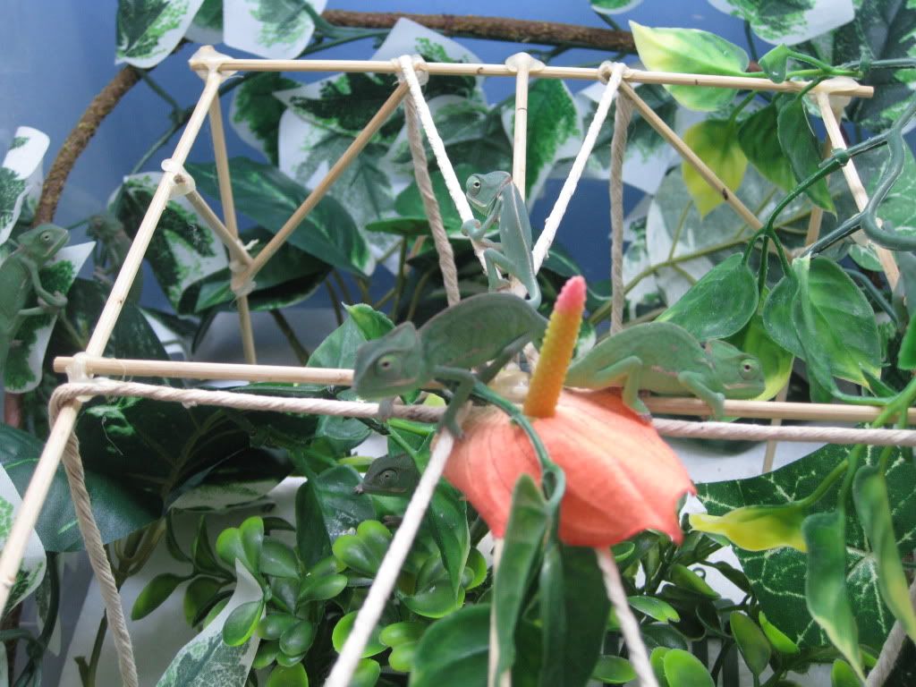 chameleons010.jpg