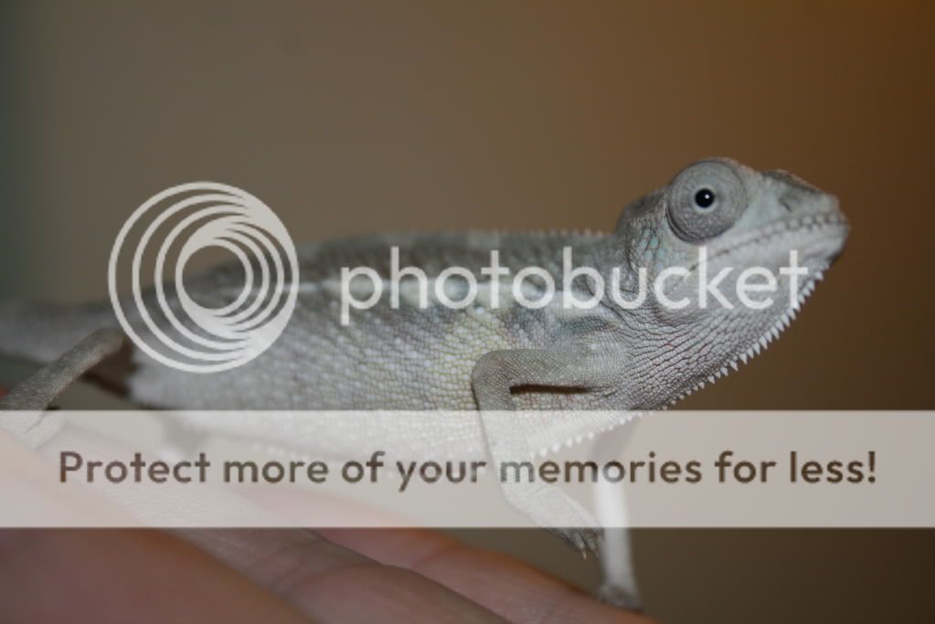 eospics9-19-09005-3.jpg