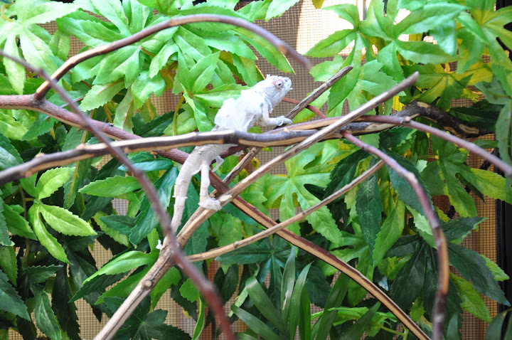 DSC_0077.JPG