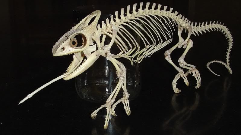 Mellers20chameleon20rostral2.jpg