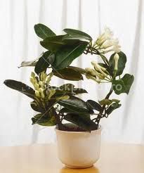Stephanotisfloribunda.jpg