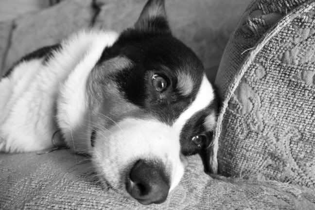 Cooper-1.jpg