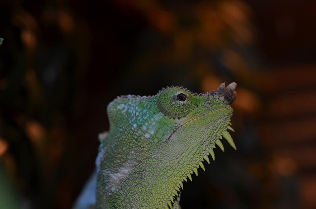 DSC_0072.jpg