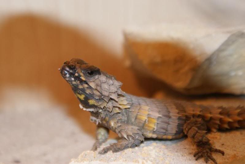 cataphractus_female2.jpg