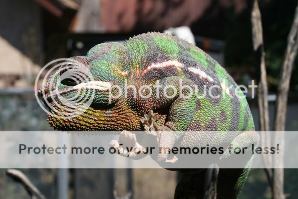 eospics9-19-09010-3.jpg