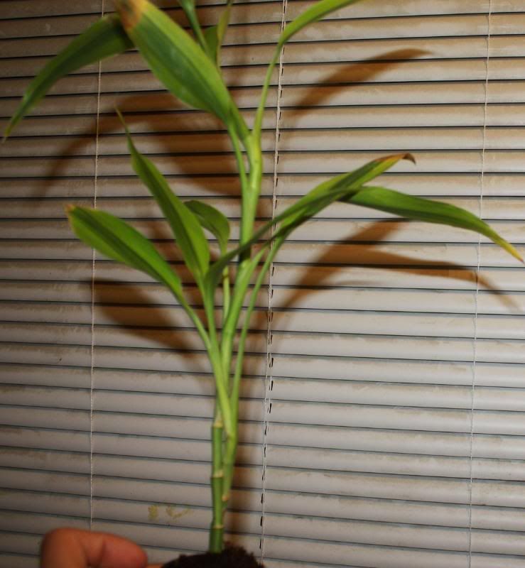 plants003.jpg