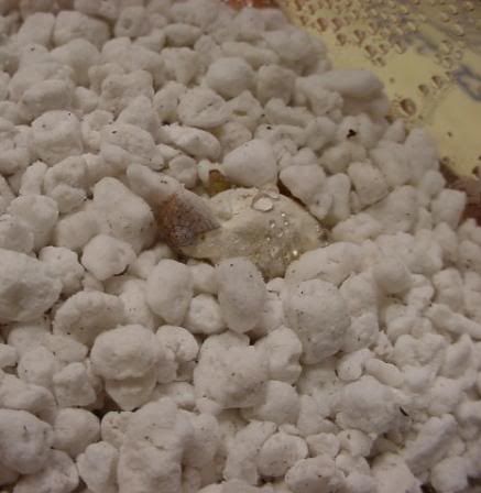 pippingcarpet006600x450.jpg