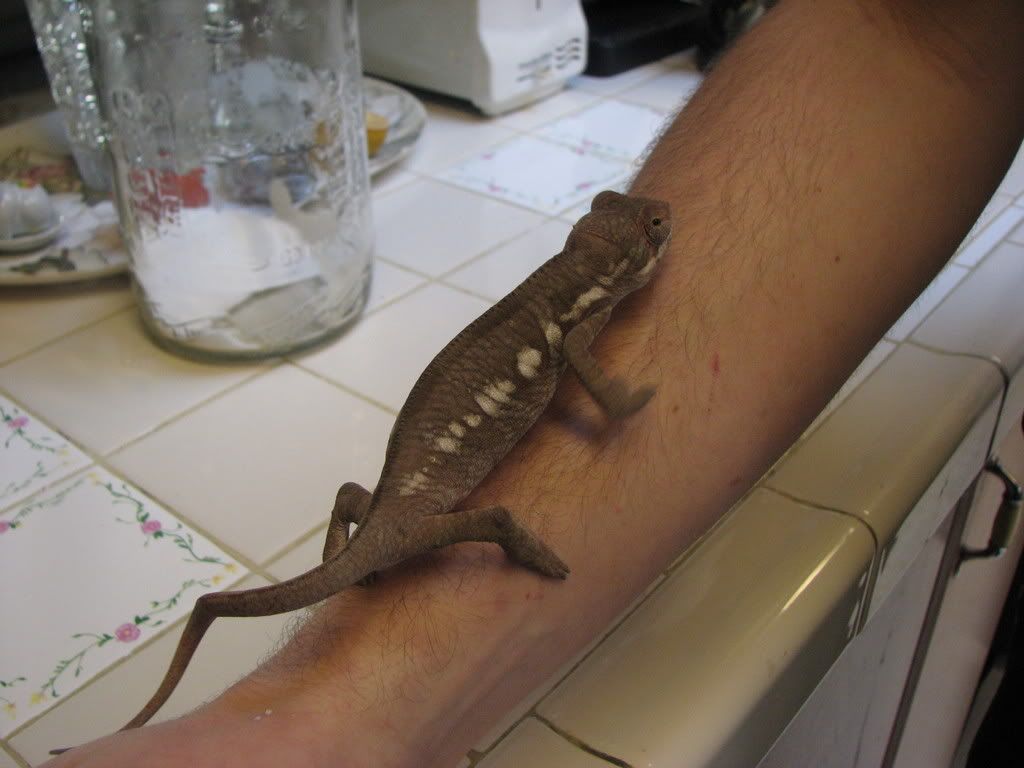 ambilobepantherchameleon05.jpg