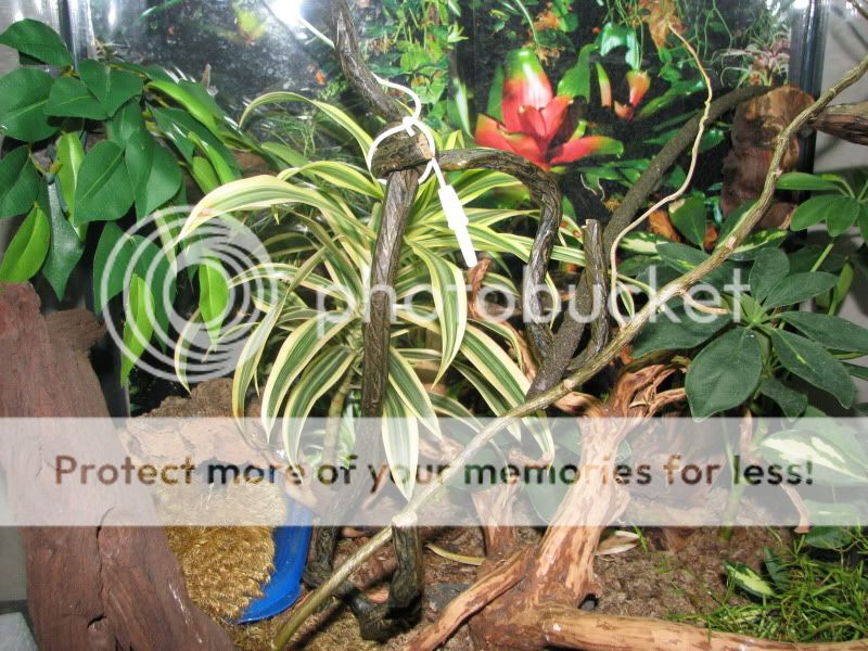 geckocage3.jpg