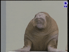 Reaction GIF