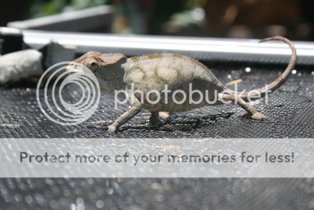 falybabies027.jpg