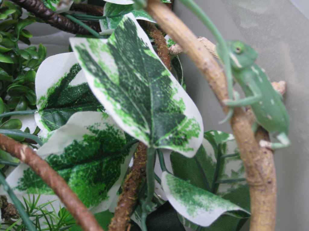chameleons008.jpg