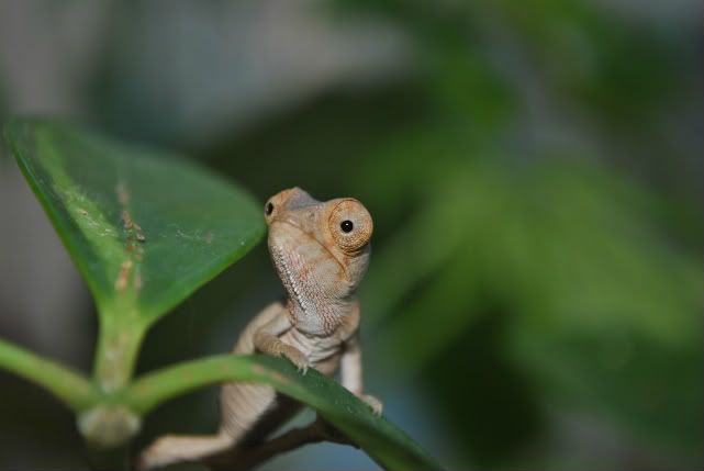 DSC_01036.jpg