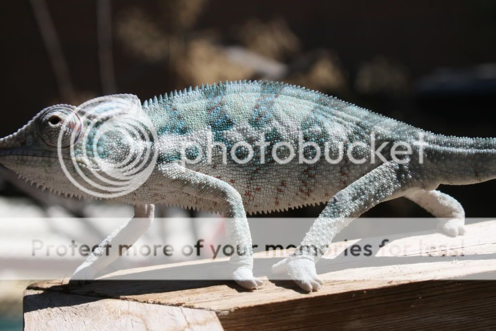 eospics9-19-09014-4.jpg