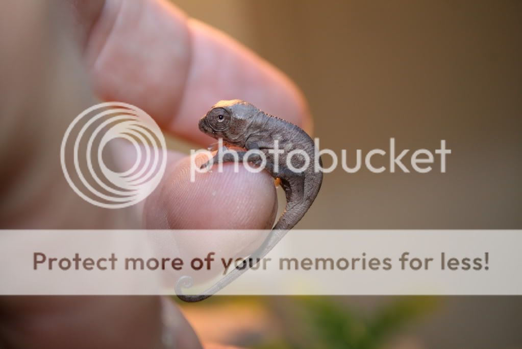eospics9-19-09006-5.jpg
