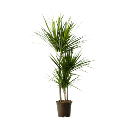 dracaena-marginata-potted-plant__67436_PE181279_S4.jpg