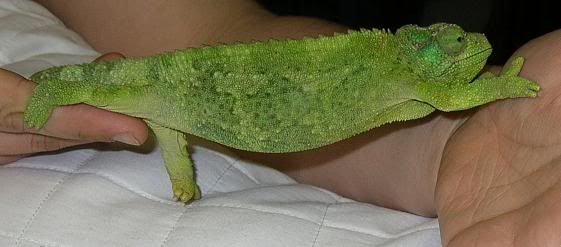 gravidmerustretch.jpg