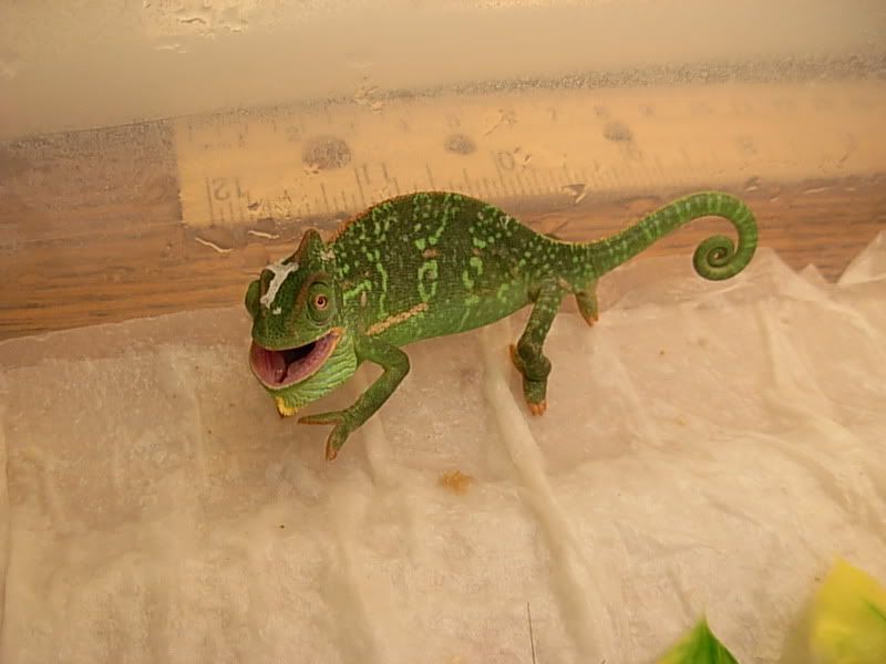 DSCN2375.jpg