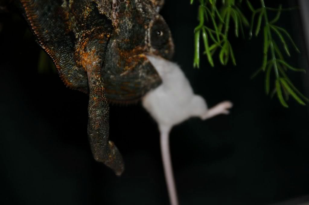 VeiledMouse.jpg