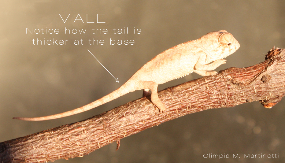 Sexing+male+1.jpg