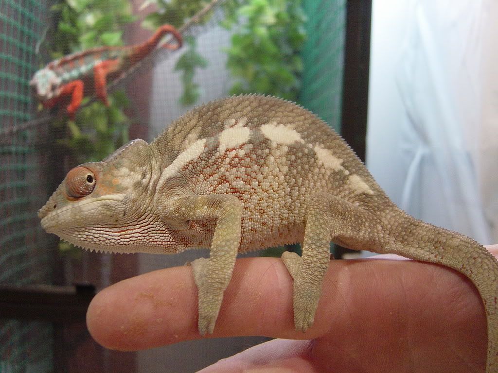 DSC00065-1.jpg