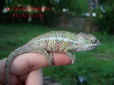 male2-3.jpg