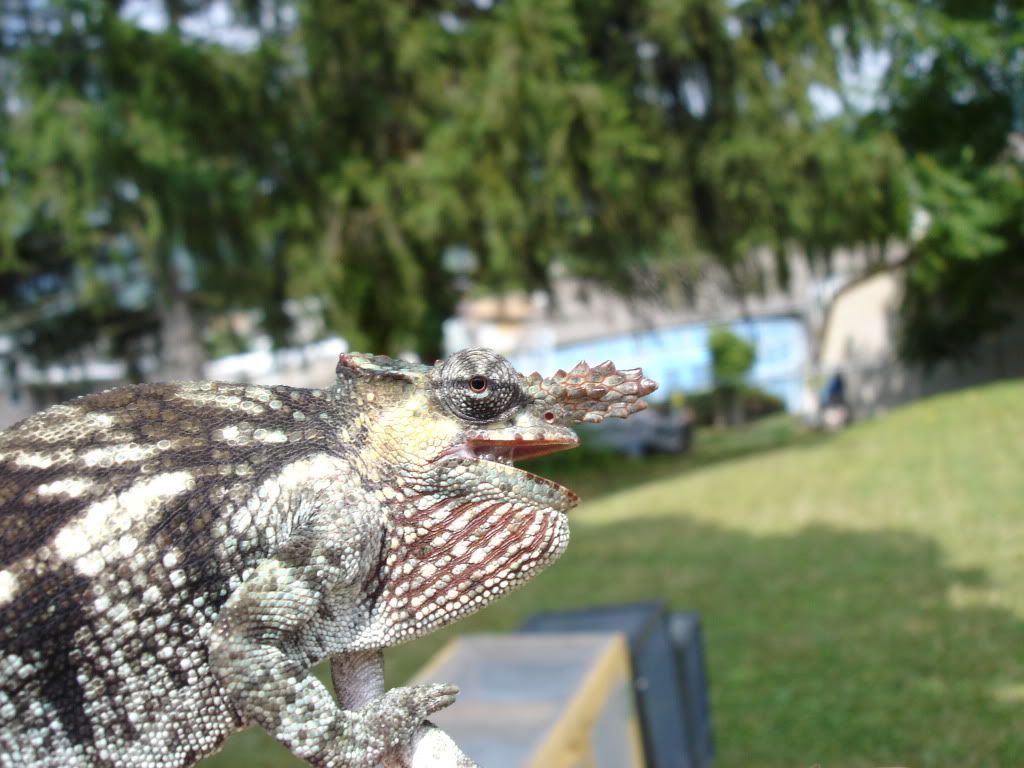 042-2.jpg