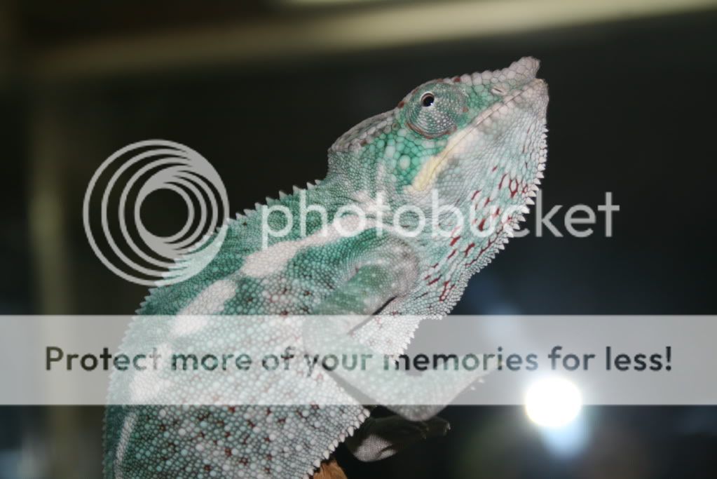 fewmorefaly008_zps5d8a3e89.jpg