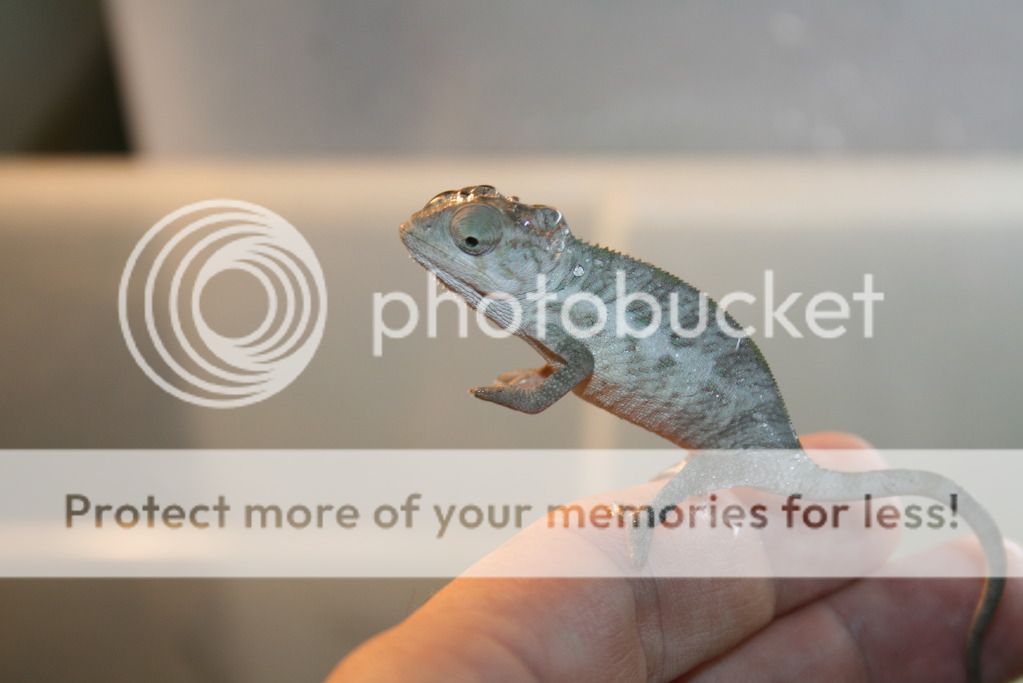 tritonfalybabies002.jpg