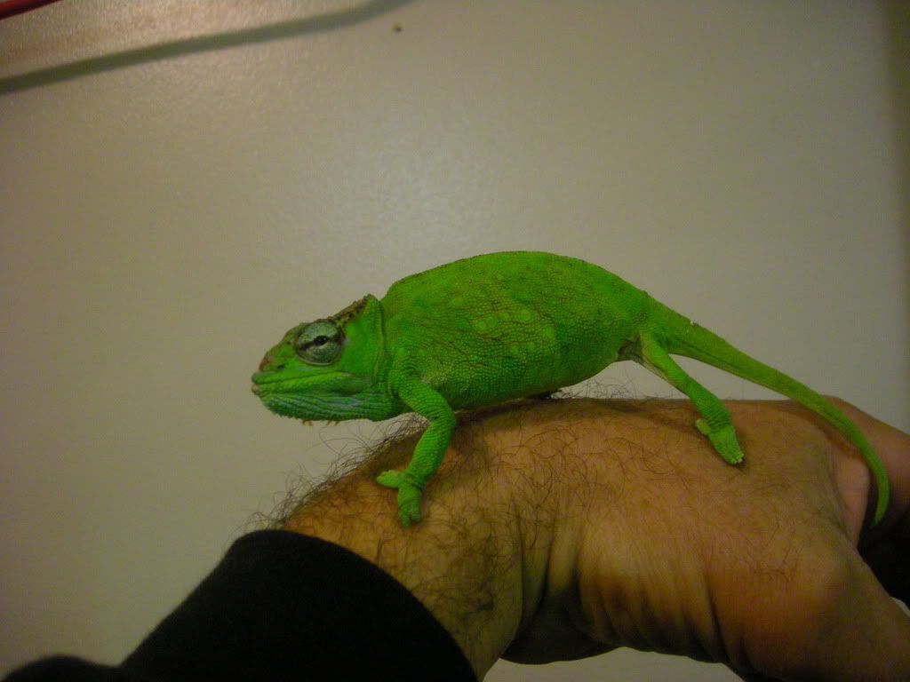 Montium001.jpg