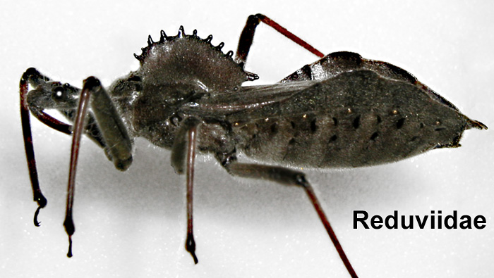 Wheel-bug-2.jpg
