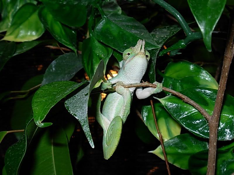 DSCN1103.jpg