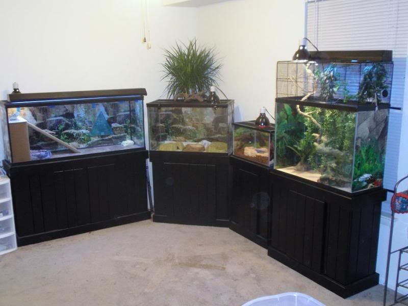 reptileroom-1.jpg