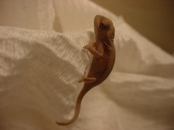 F3latbaby1003001600x450.jpg